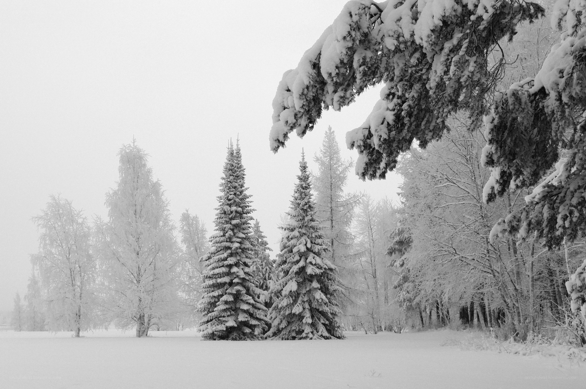 Snow-covered forest in winter