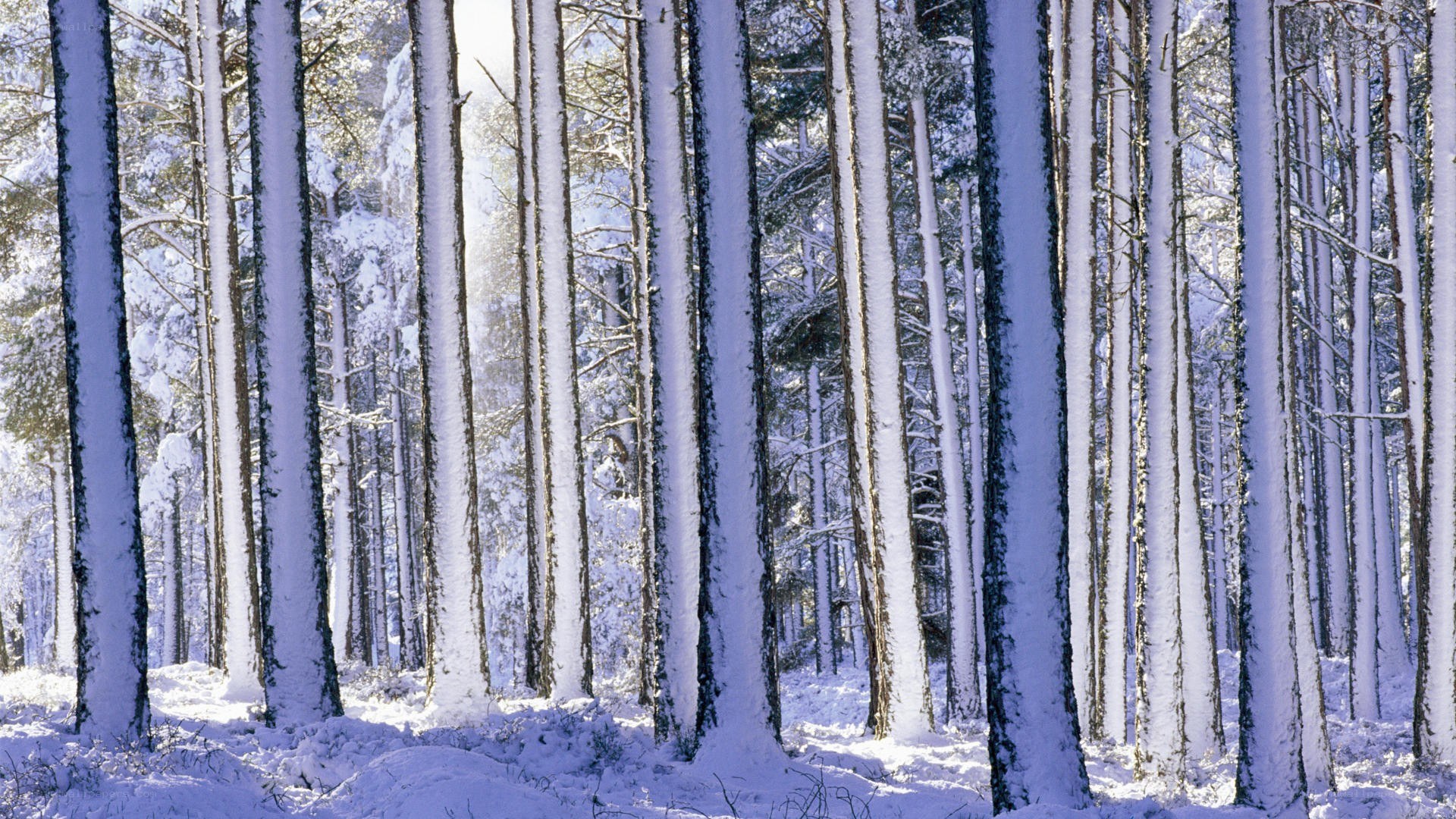 Snow-covered forest in winter
