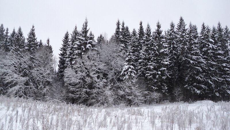 Snow-covered forest in winter