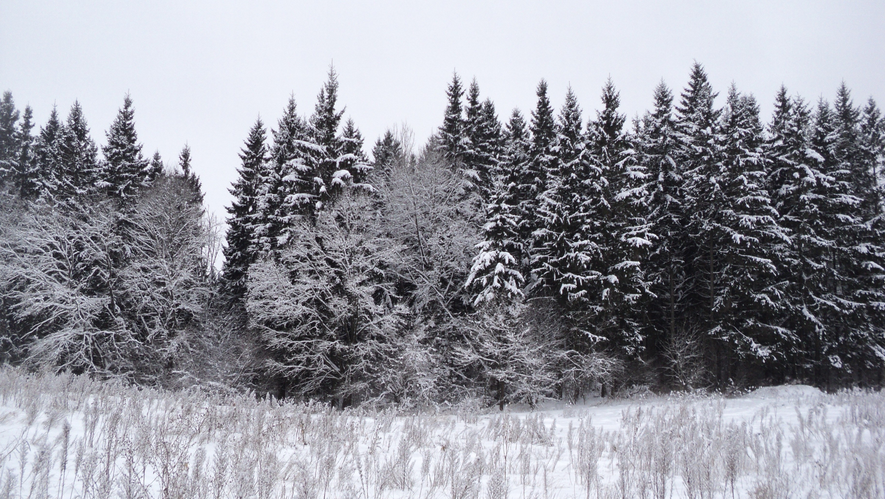 Snow-covered forest in winter