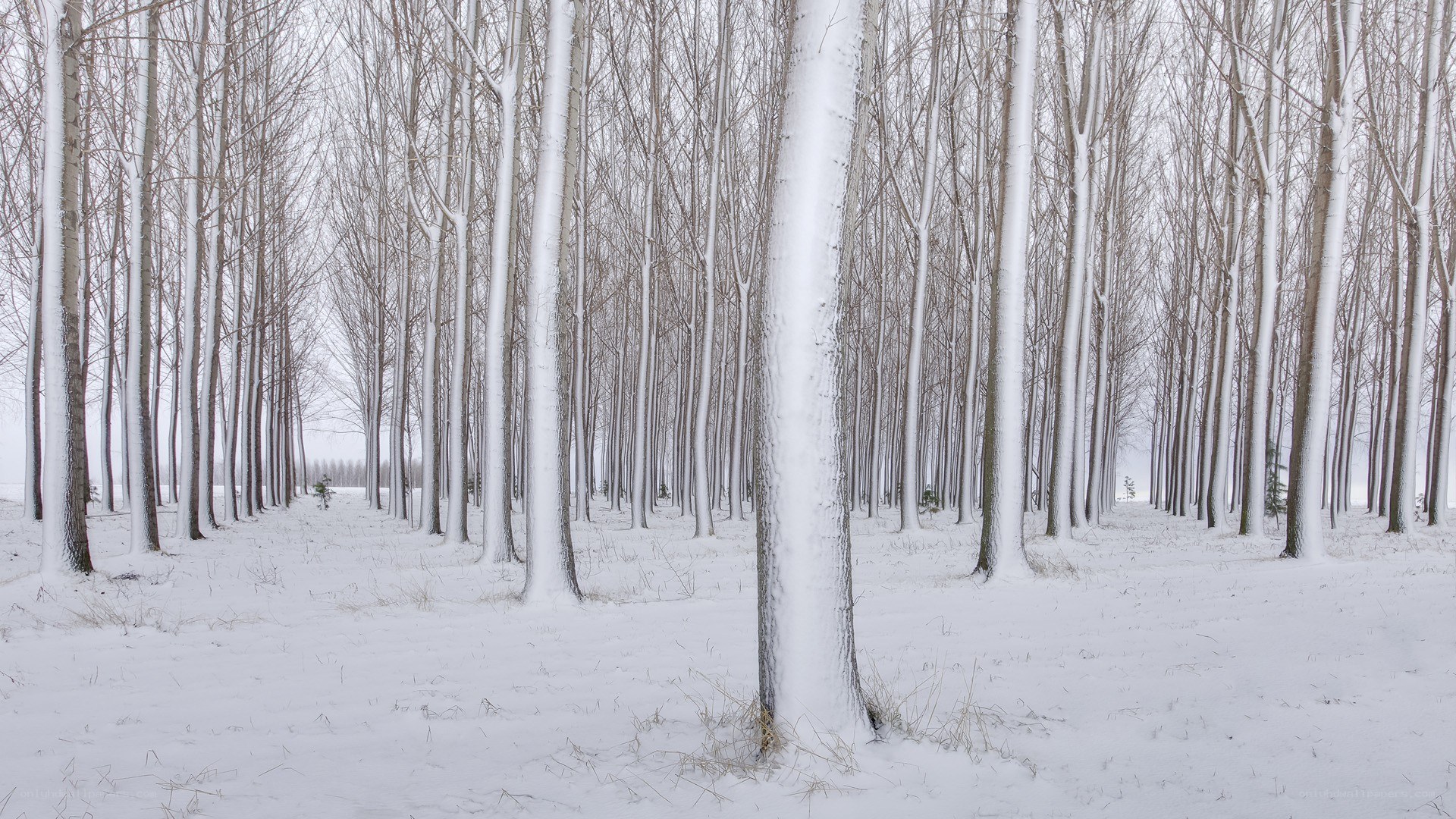 Snow-covered forest in winter