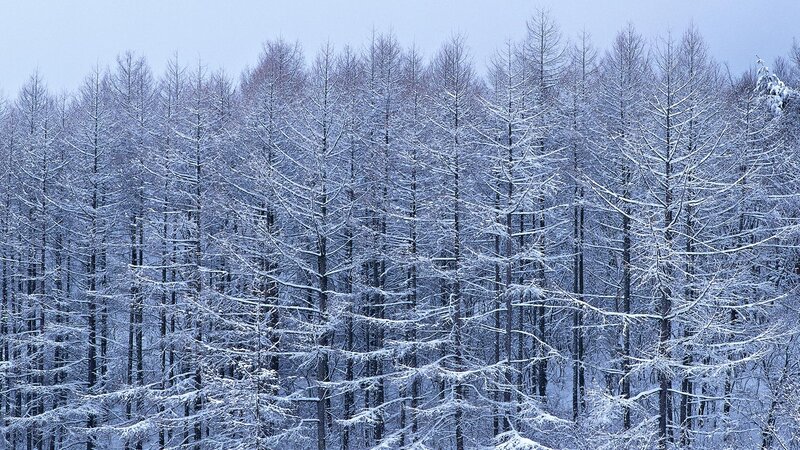 snow-covered forest in winter