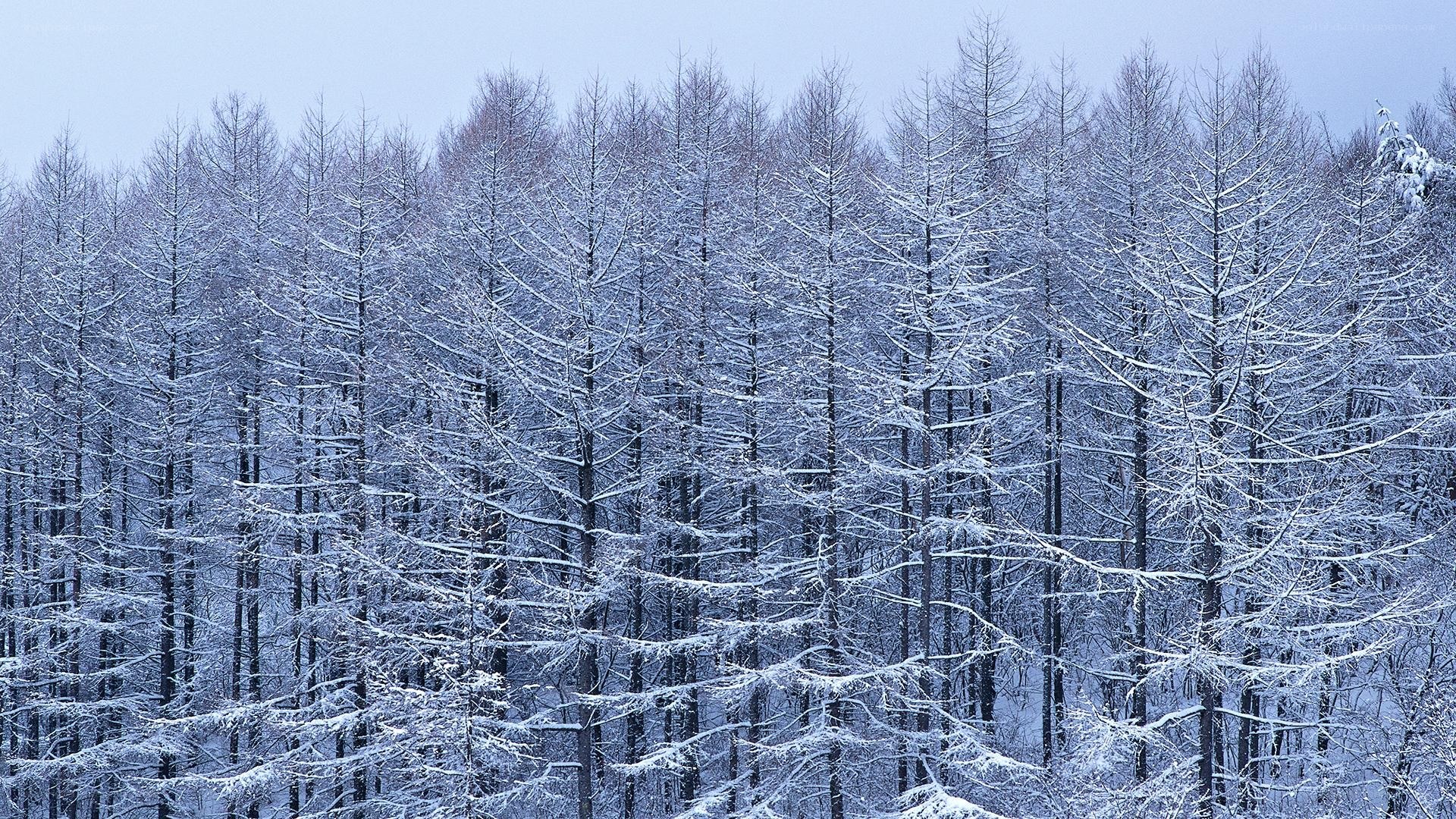 snow-covered forest in winter