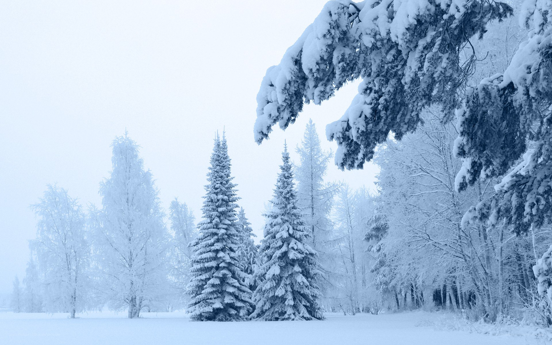 Snow-covered forest in winter