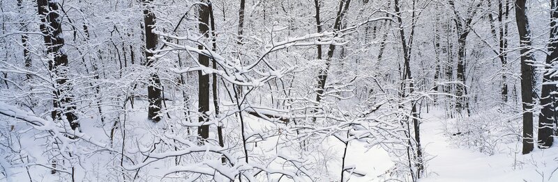 Snow-covered forest in winter