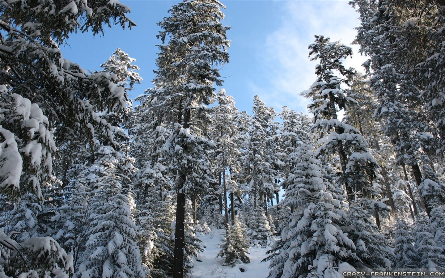 snow-covered forest in winter