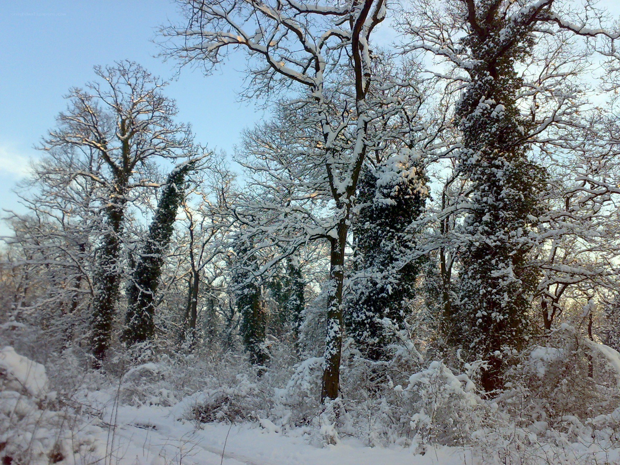 Snow-covered forest in winter