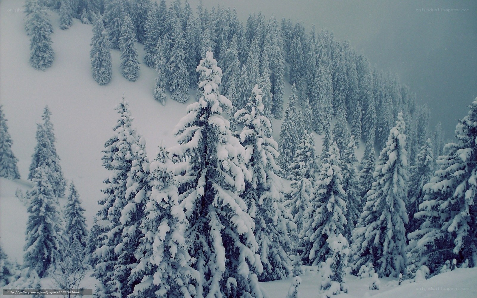 Snow-covered forest in winter