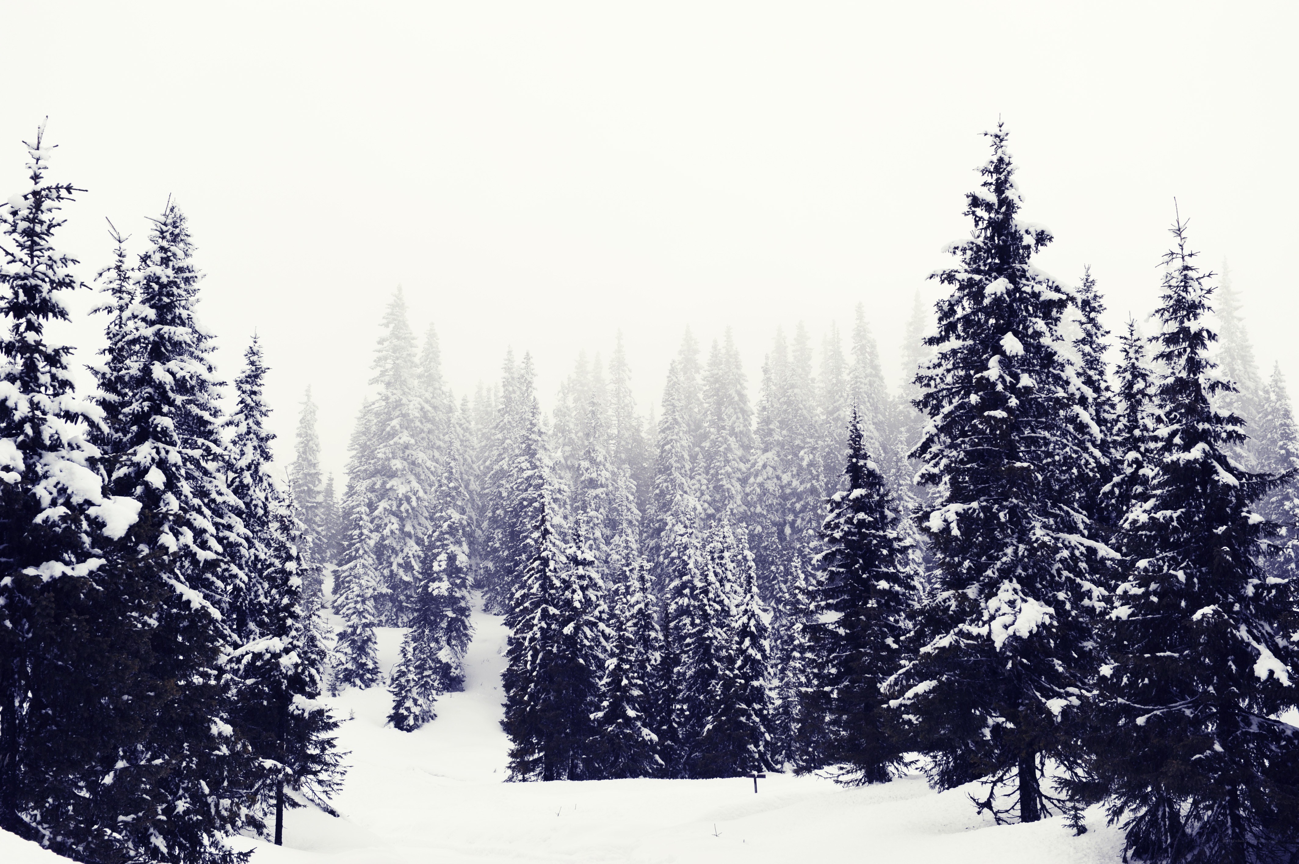 snow-covered forest in winter