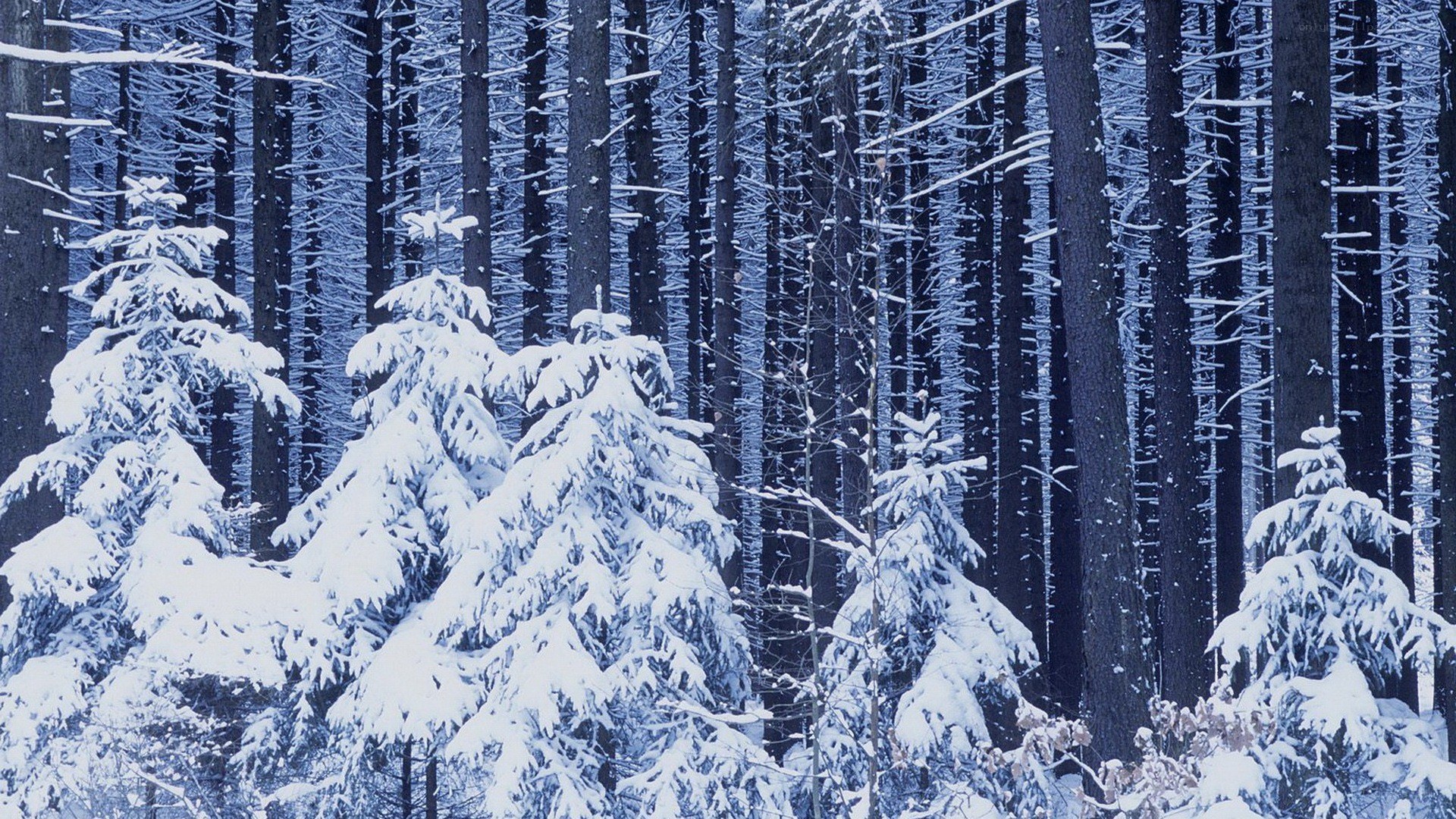 Snow-covered forest in winter