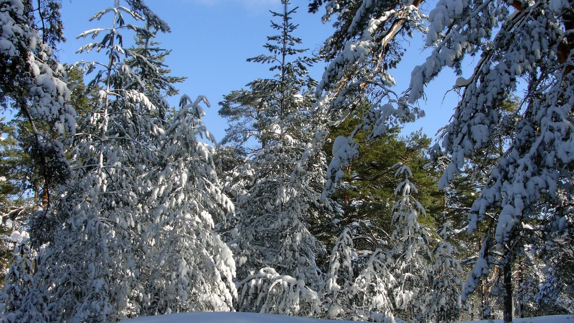 snow-covered forest in winter