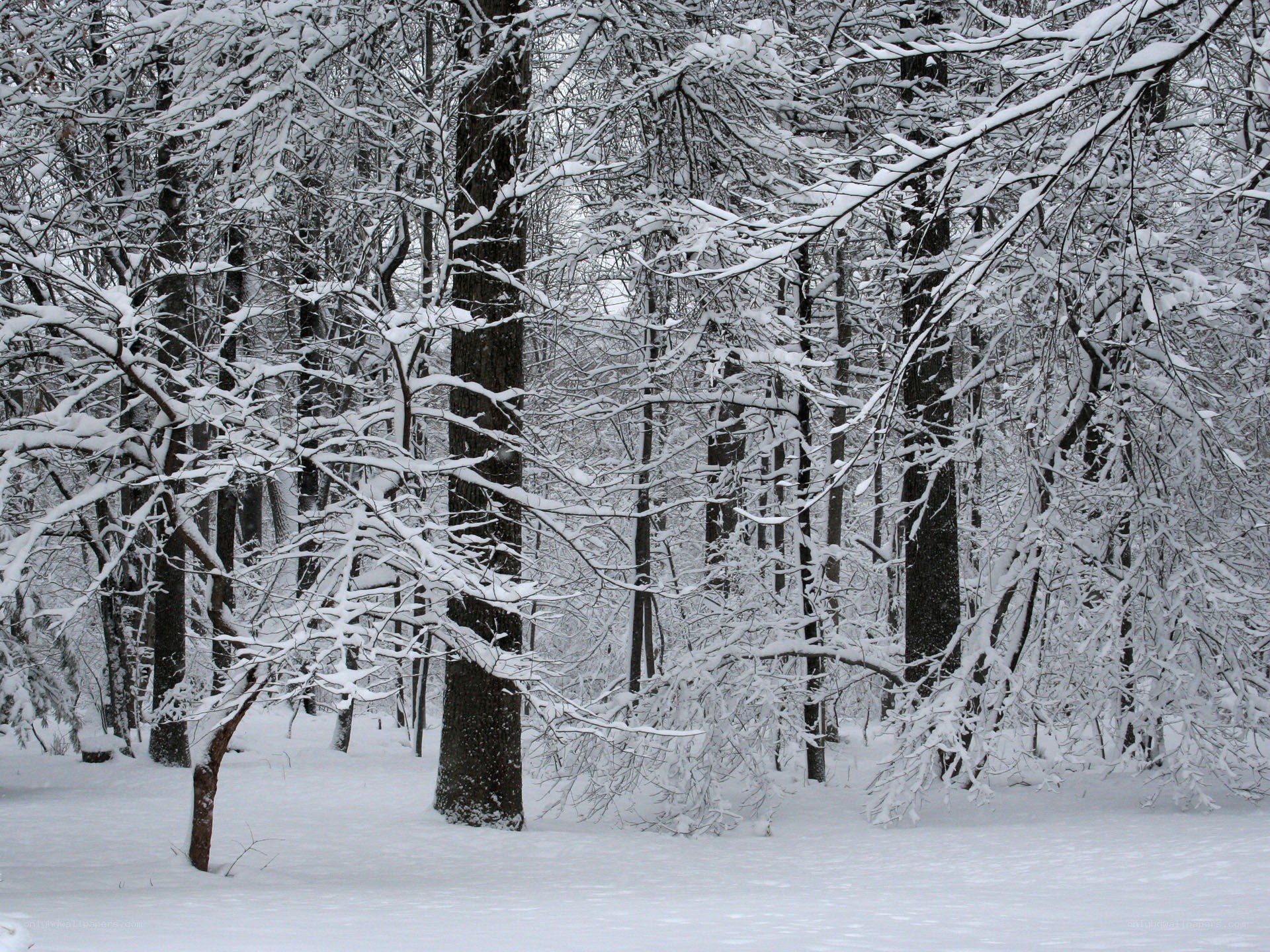 Snow-covered forest in winter