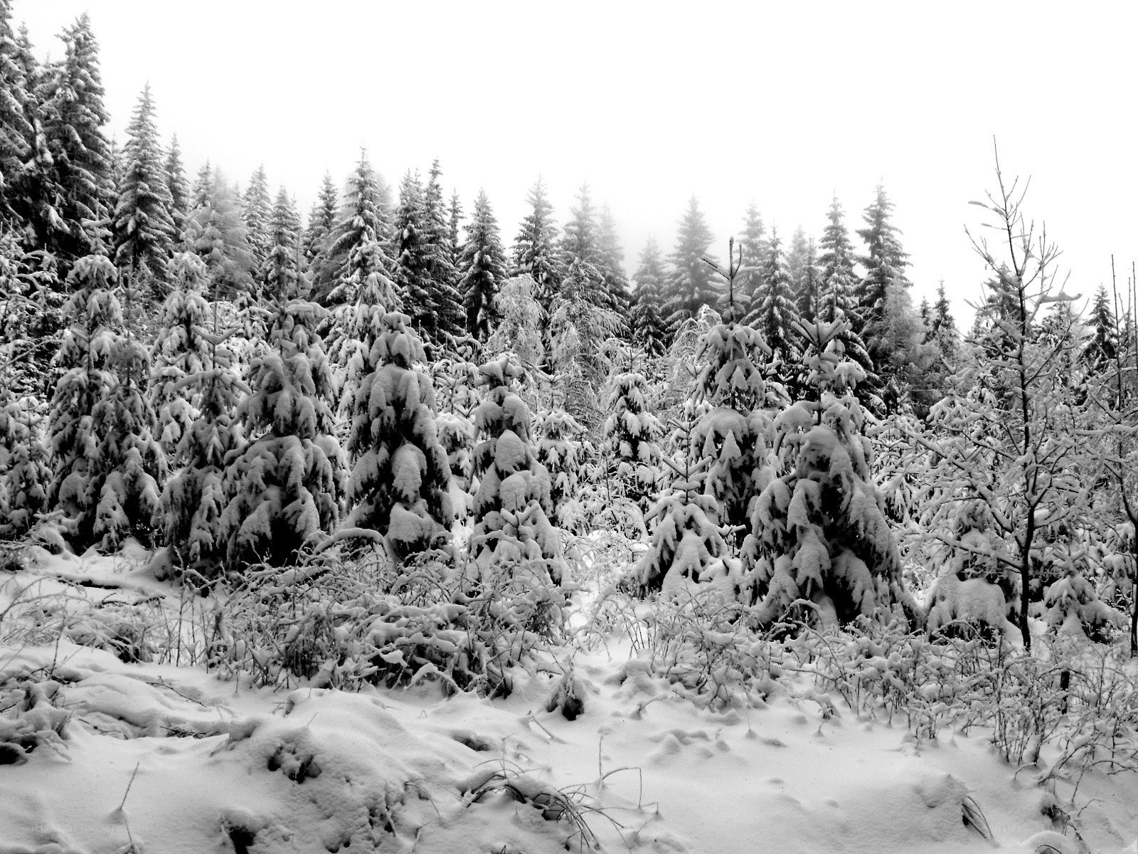 Snow-covered forest in winter