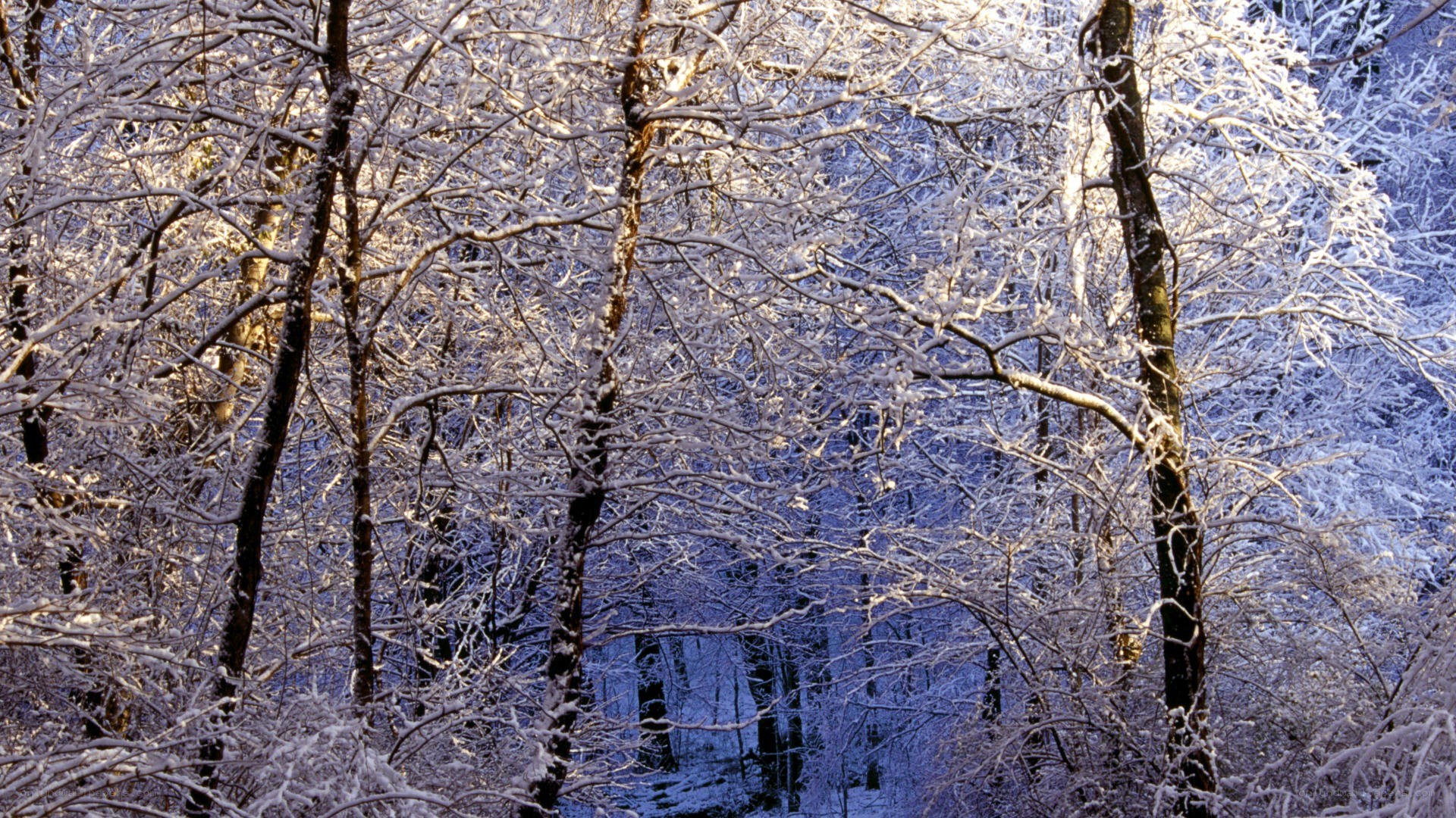 Snow-covered forest in winter