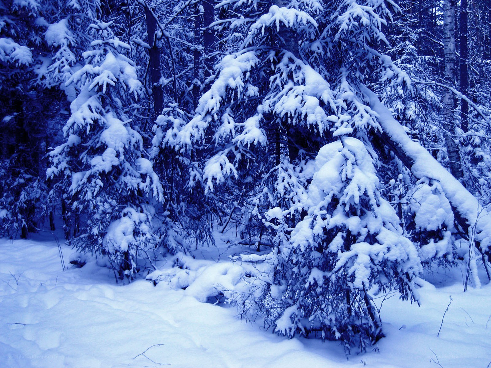 snow-covered forest in winter