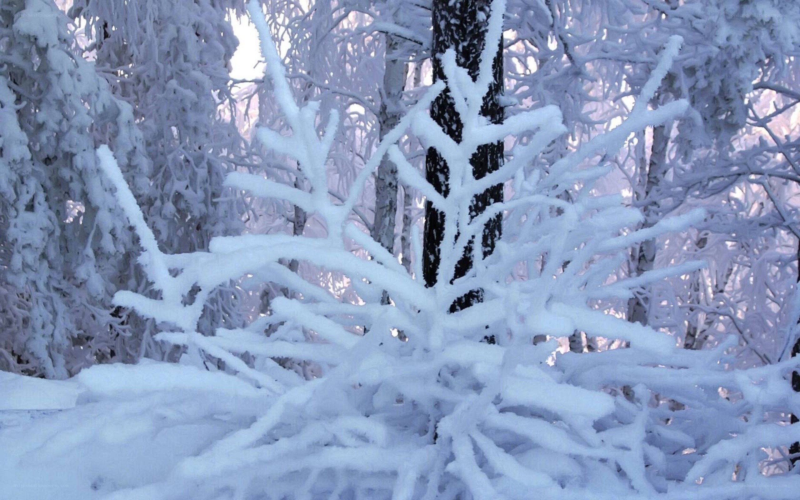 Snow-covered forest in winter