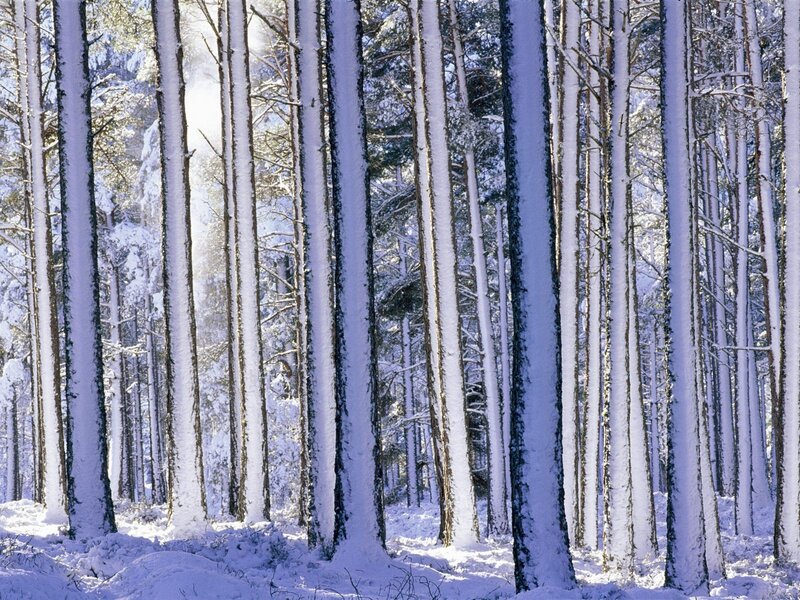 Snow-covered forest in winter