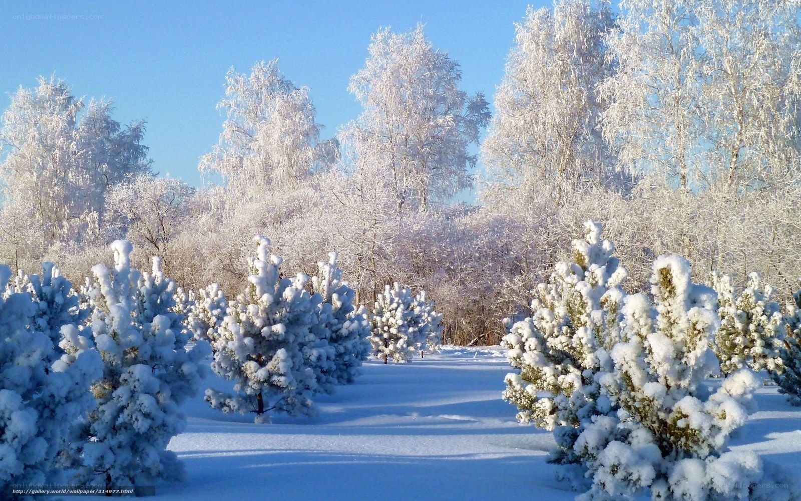 Snow-covered forest in winter
