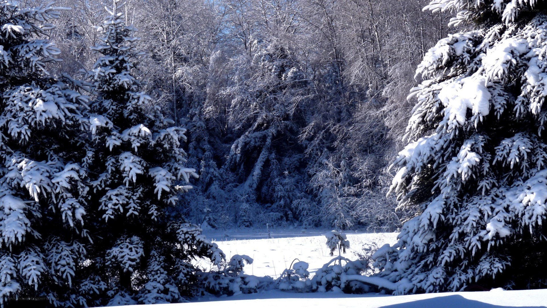 Snow-covered forest in winter