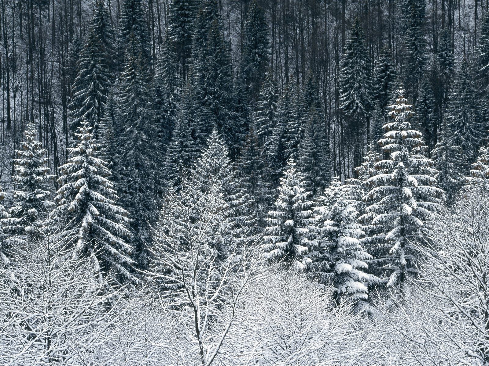 Snow-covered forest in winter