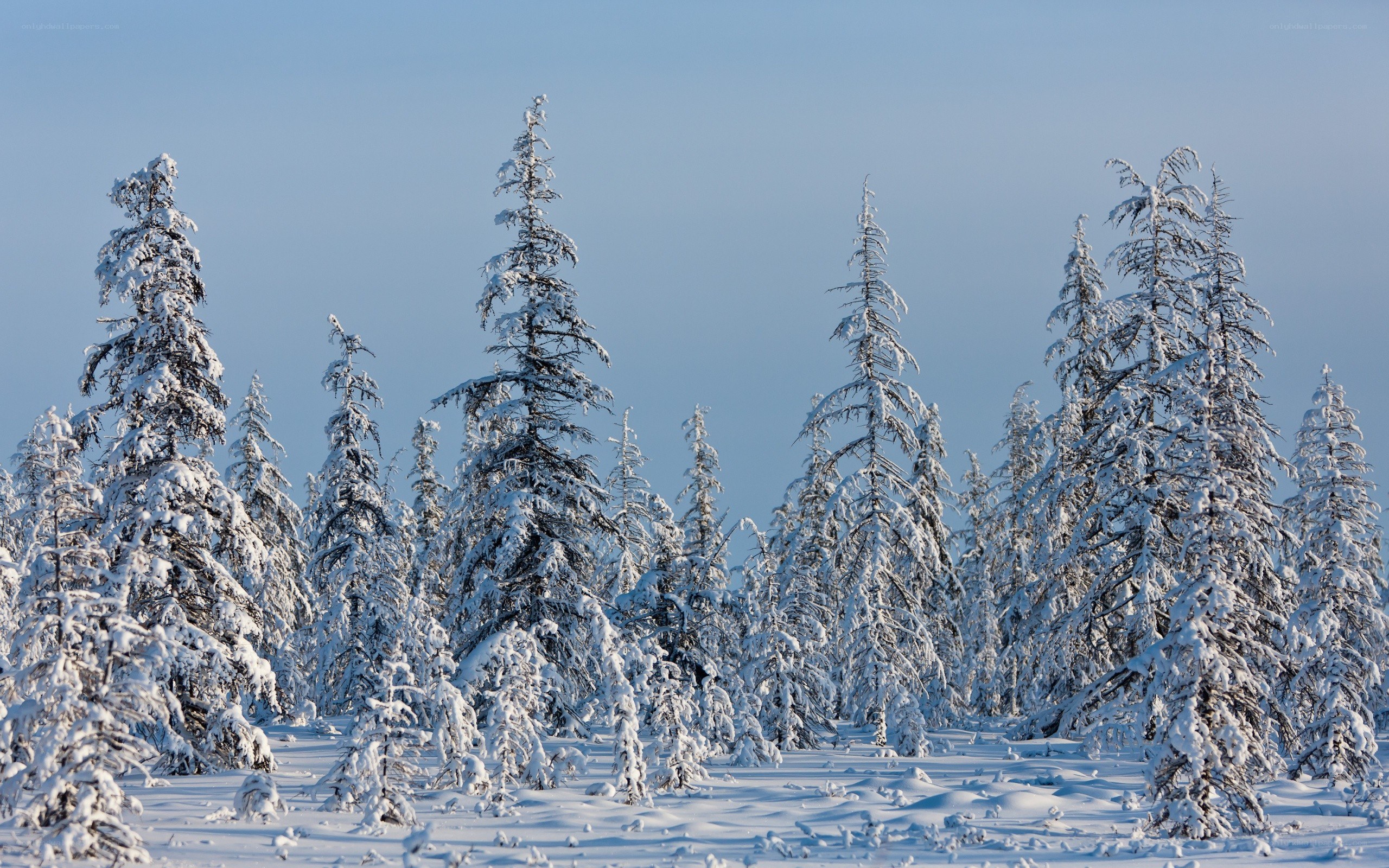 snow-covered forest in winter
