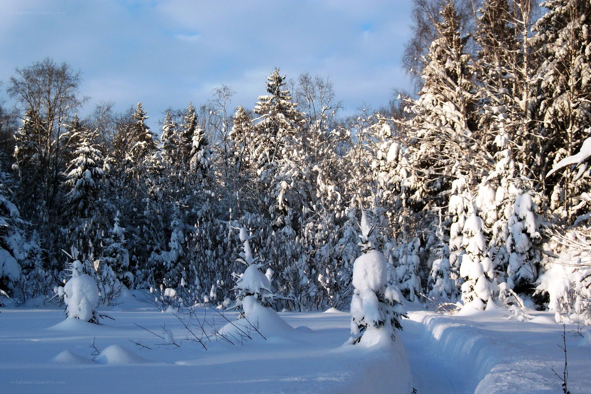 Snow-covered forest in winter