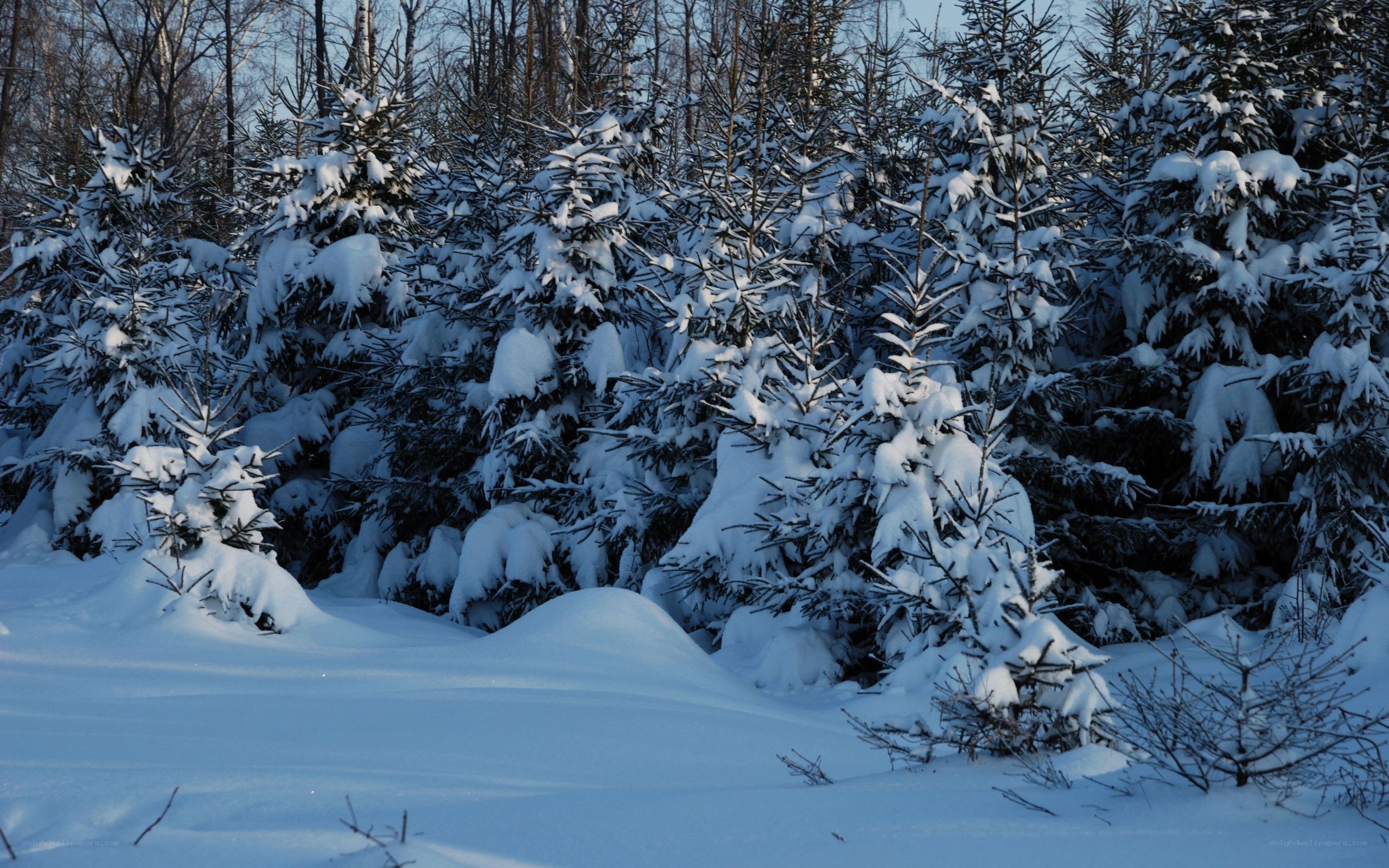 Snow-covered forest in winter