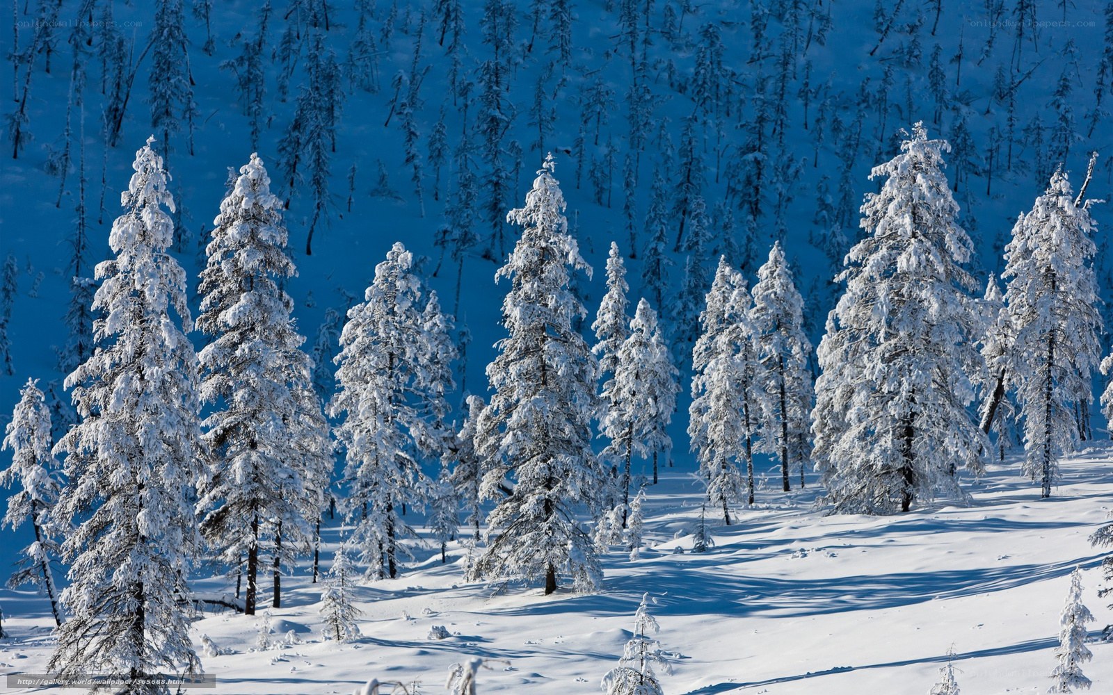 Snow-covered forest in winter
