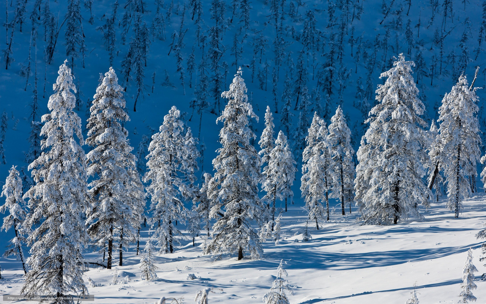 Snow-covered forest in winter