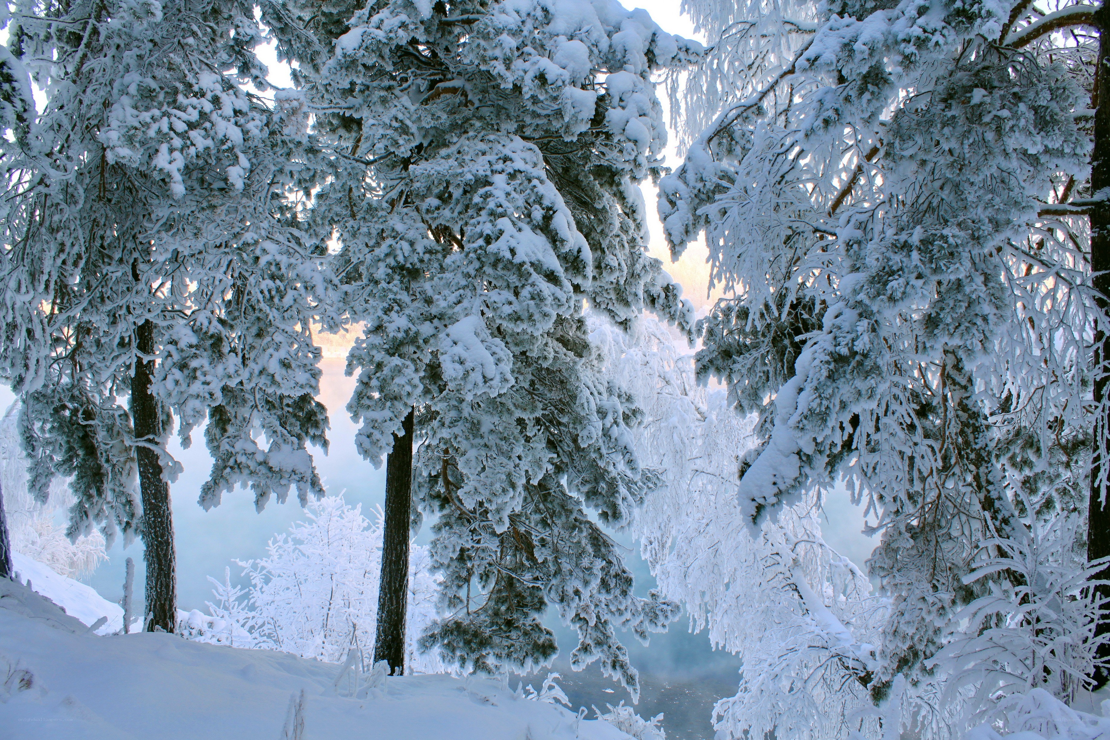 Snow-covered forest in winter