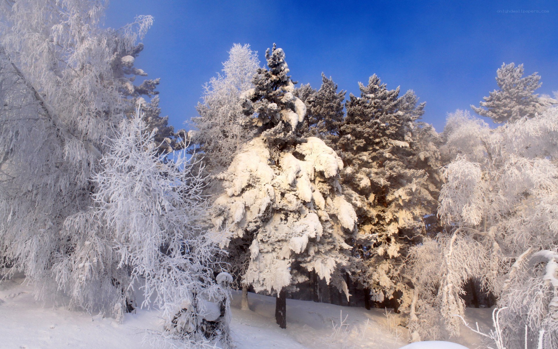 Snow-covered forest in winter