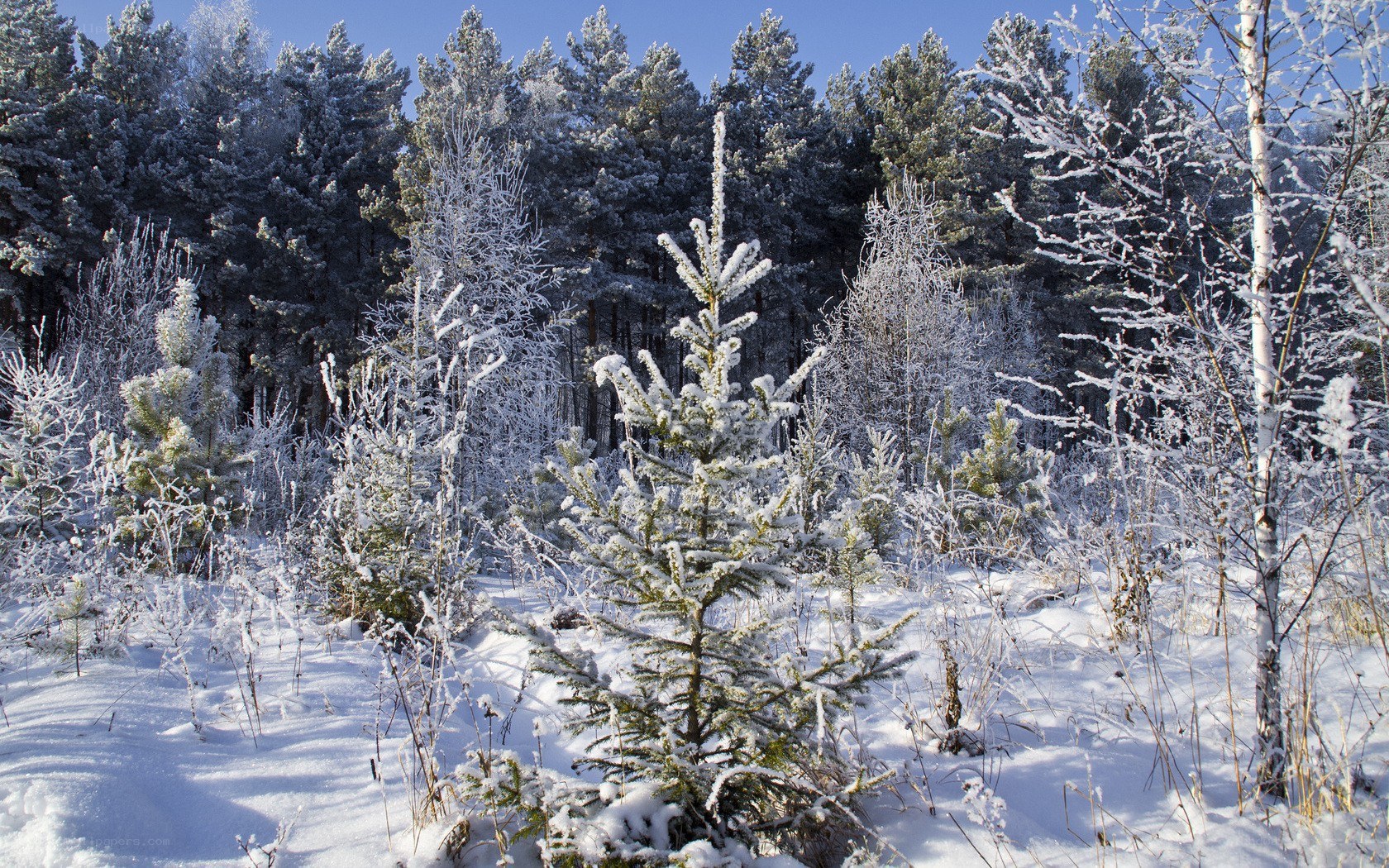 Snow-covered forest in winter