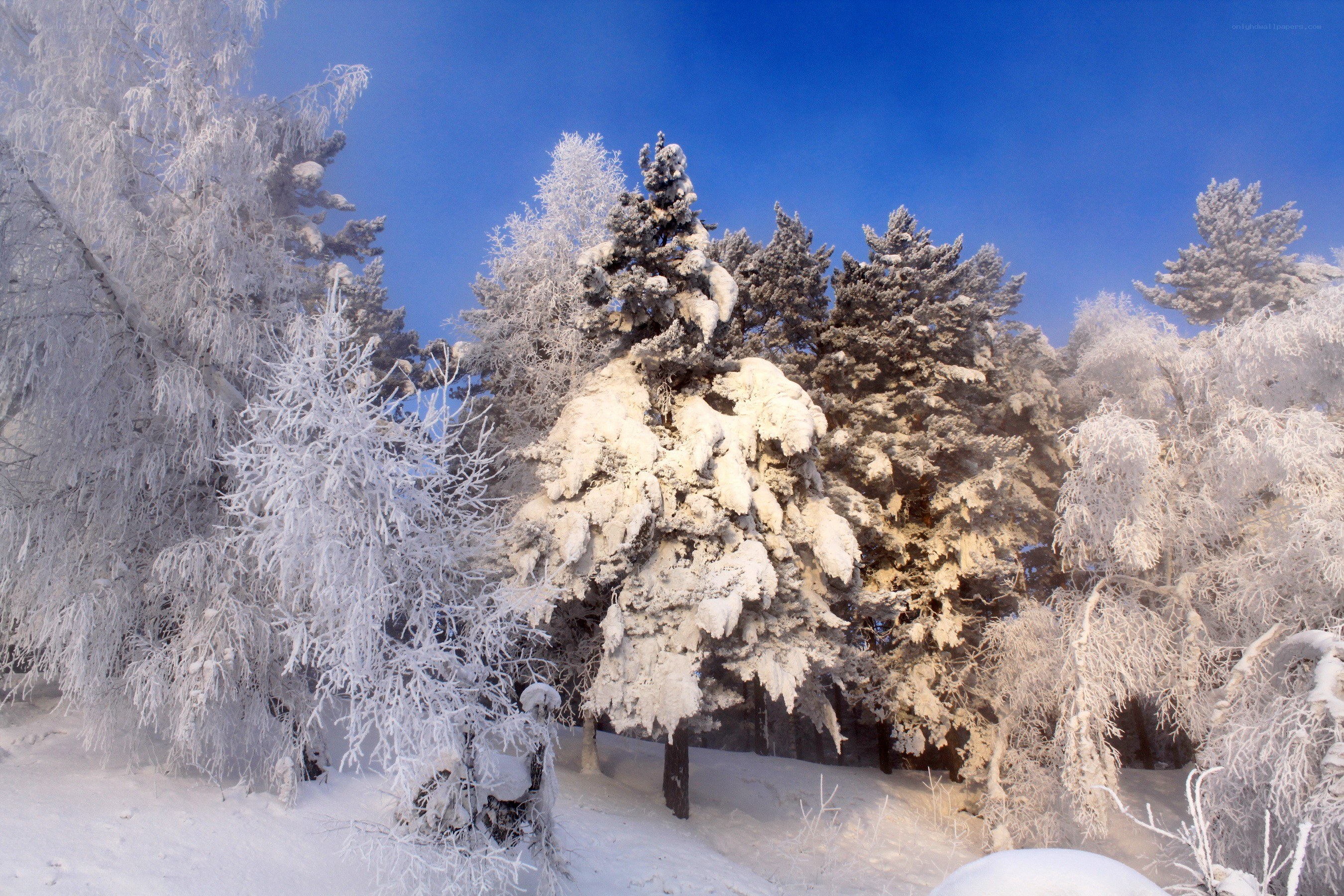 Snow-covered forest in winter