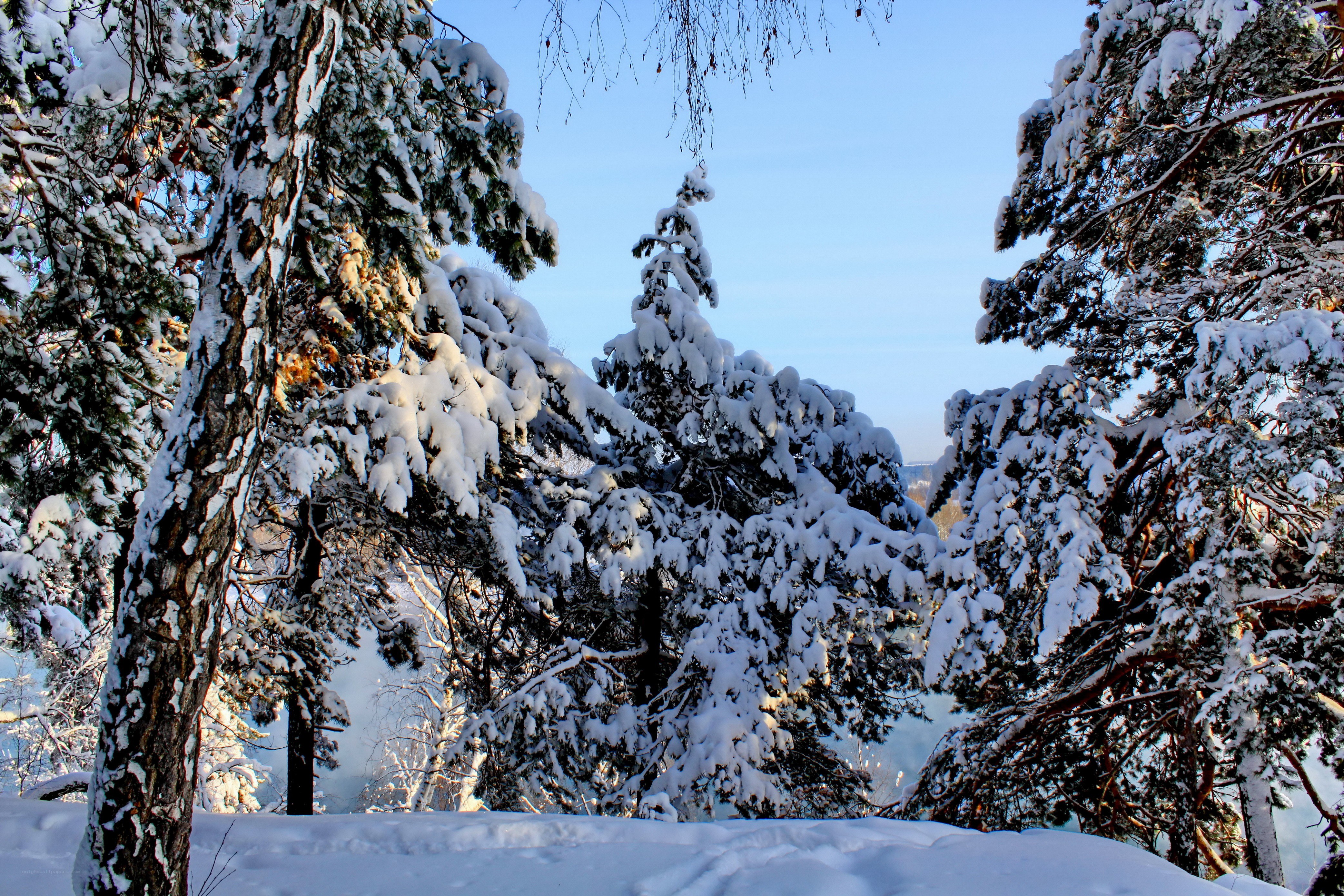 Snow-covered forest in winter