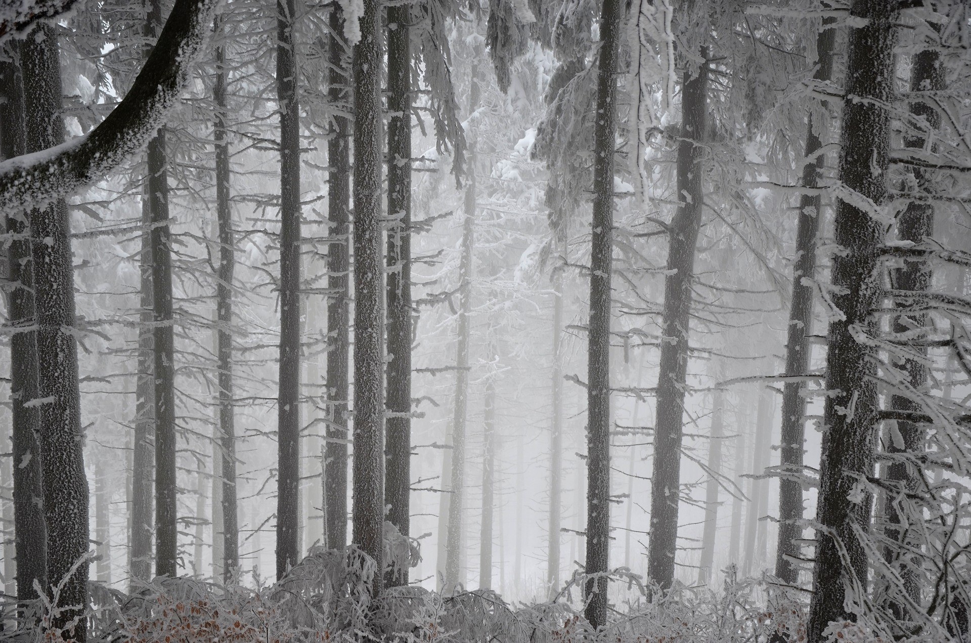 Snow-covered forest in winter