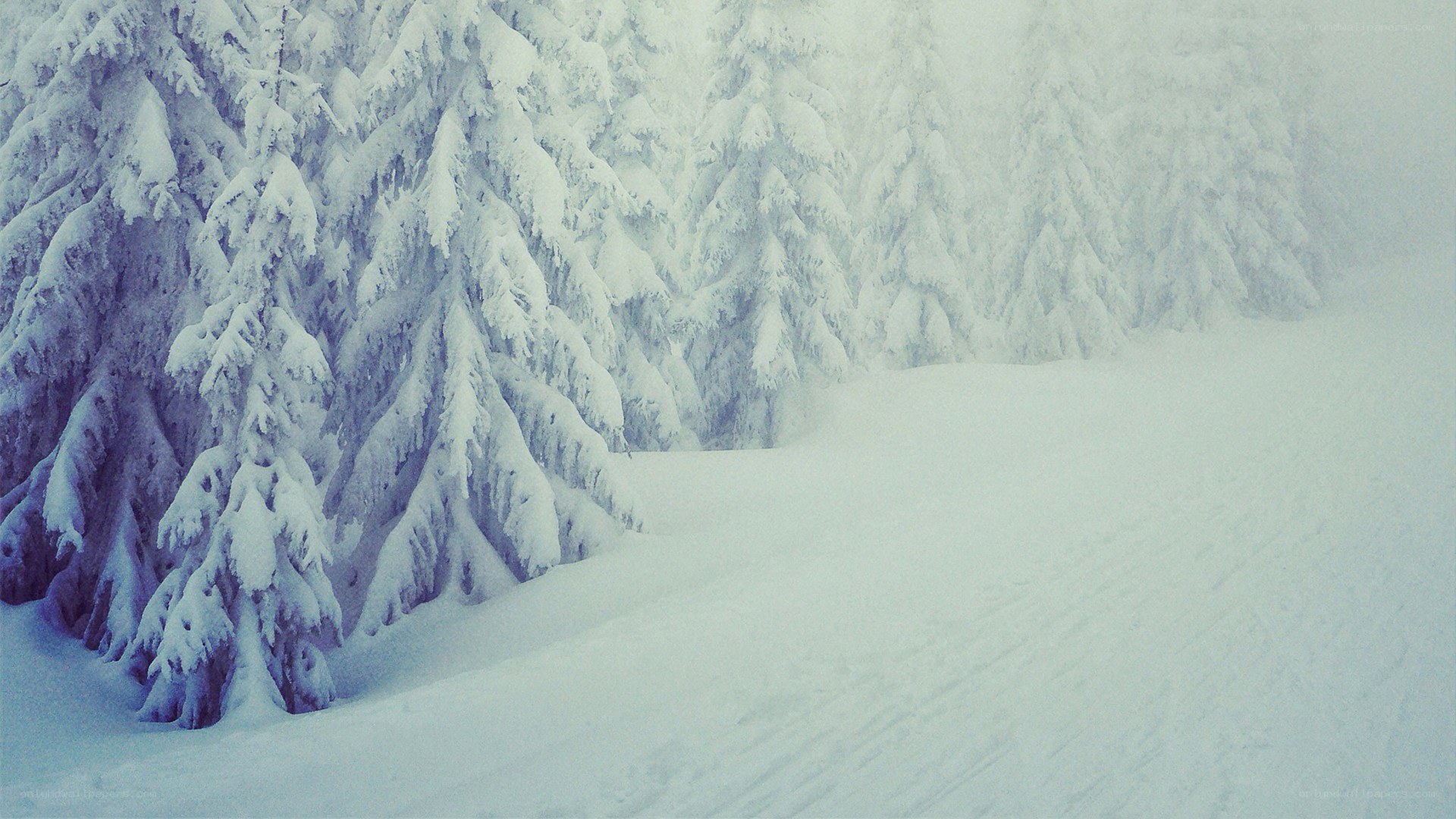Snow-covered forest in winter