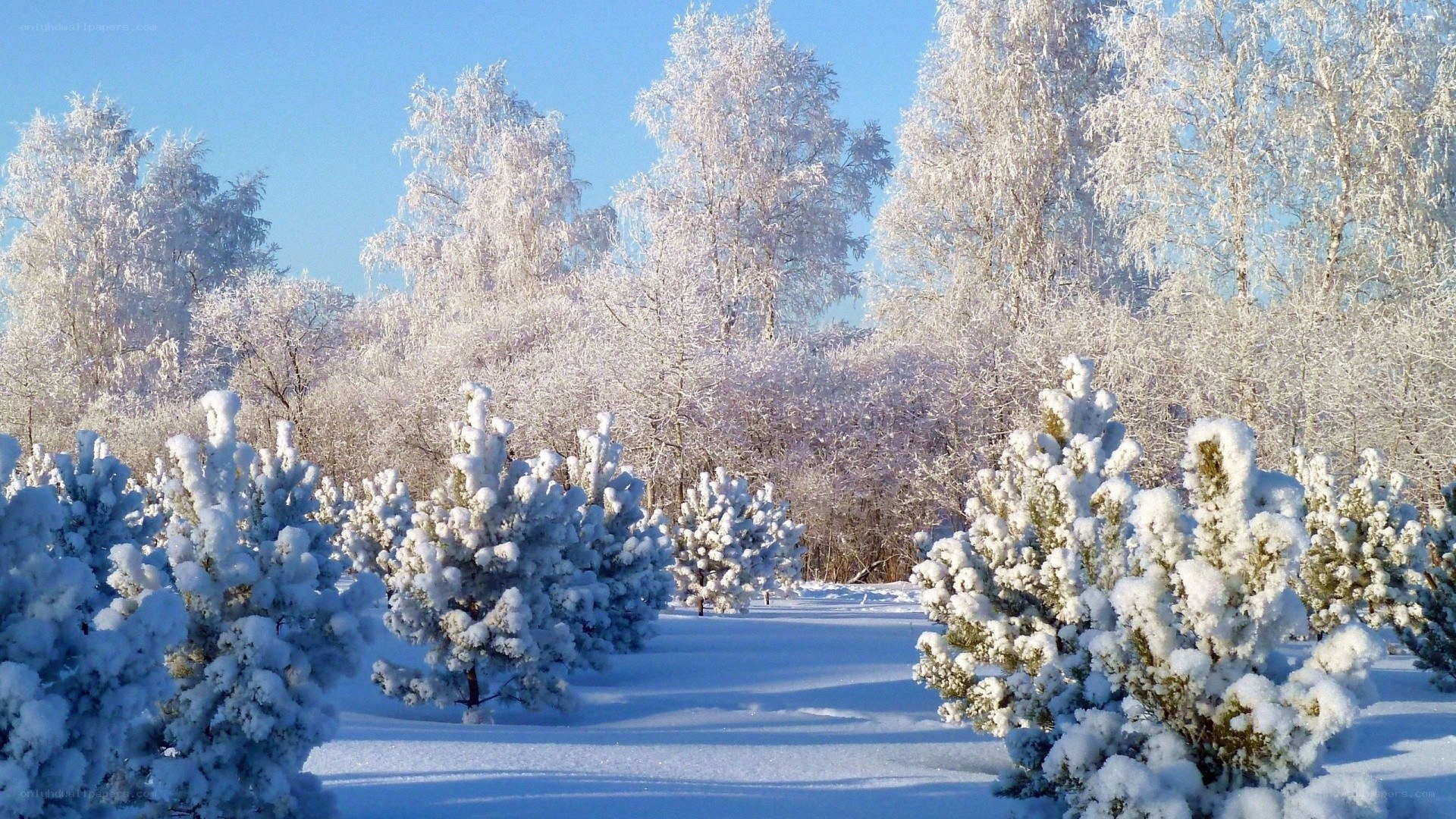 Snow-covered forest in winter