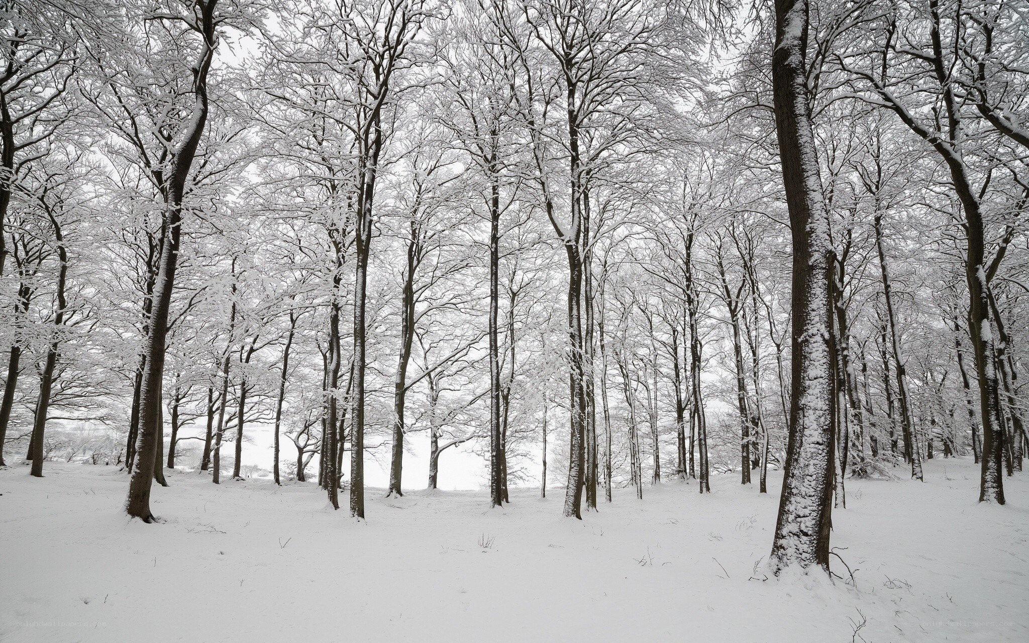 Snow-covered forest in winter