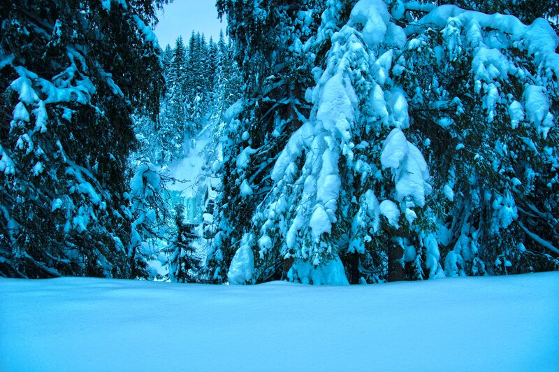 Snow-covered forest in winter