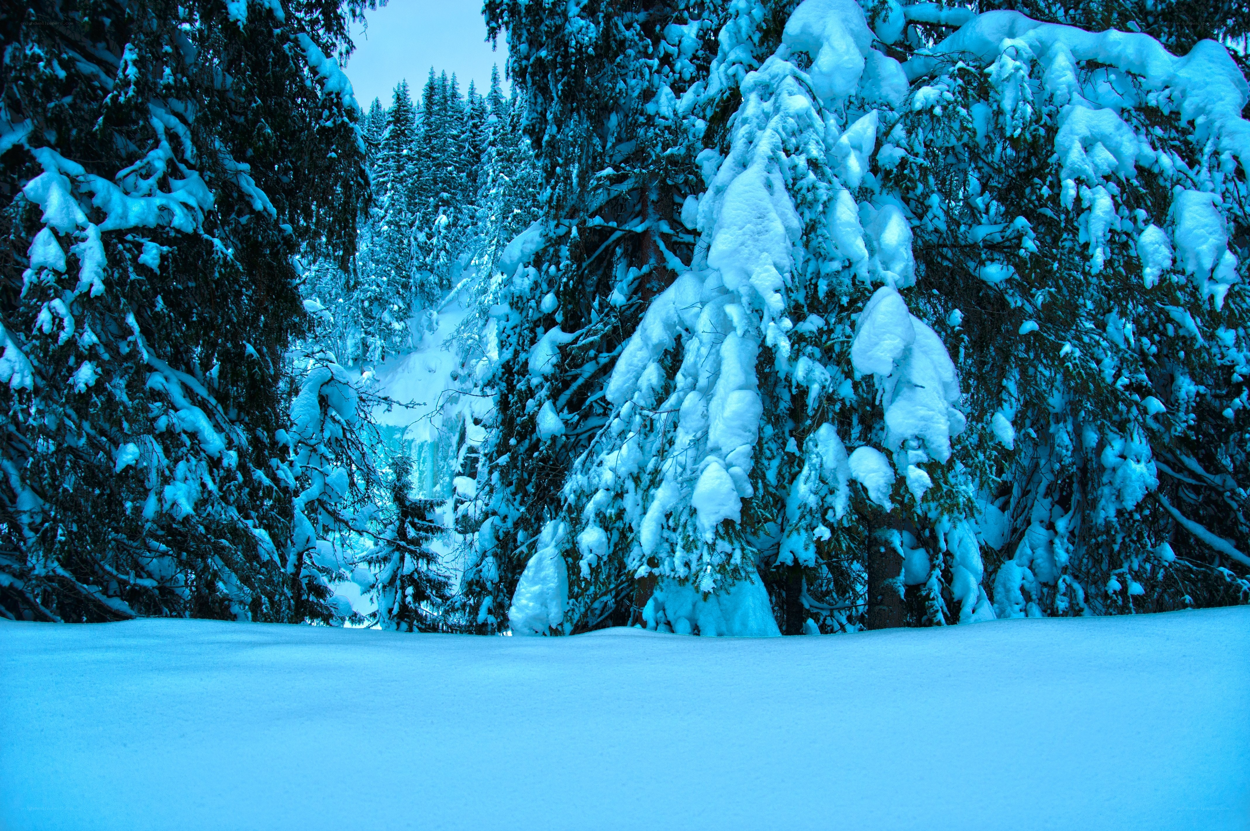 Snow-covered forest in winter