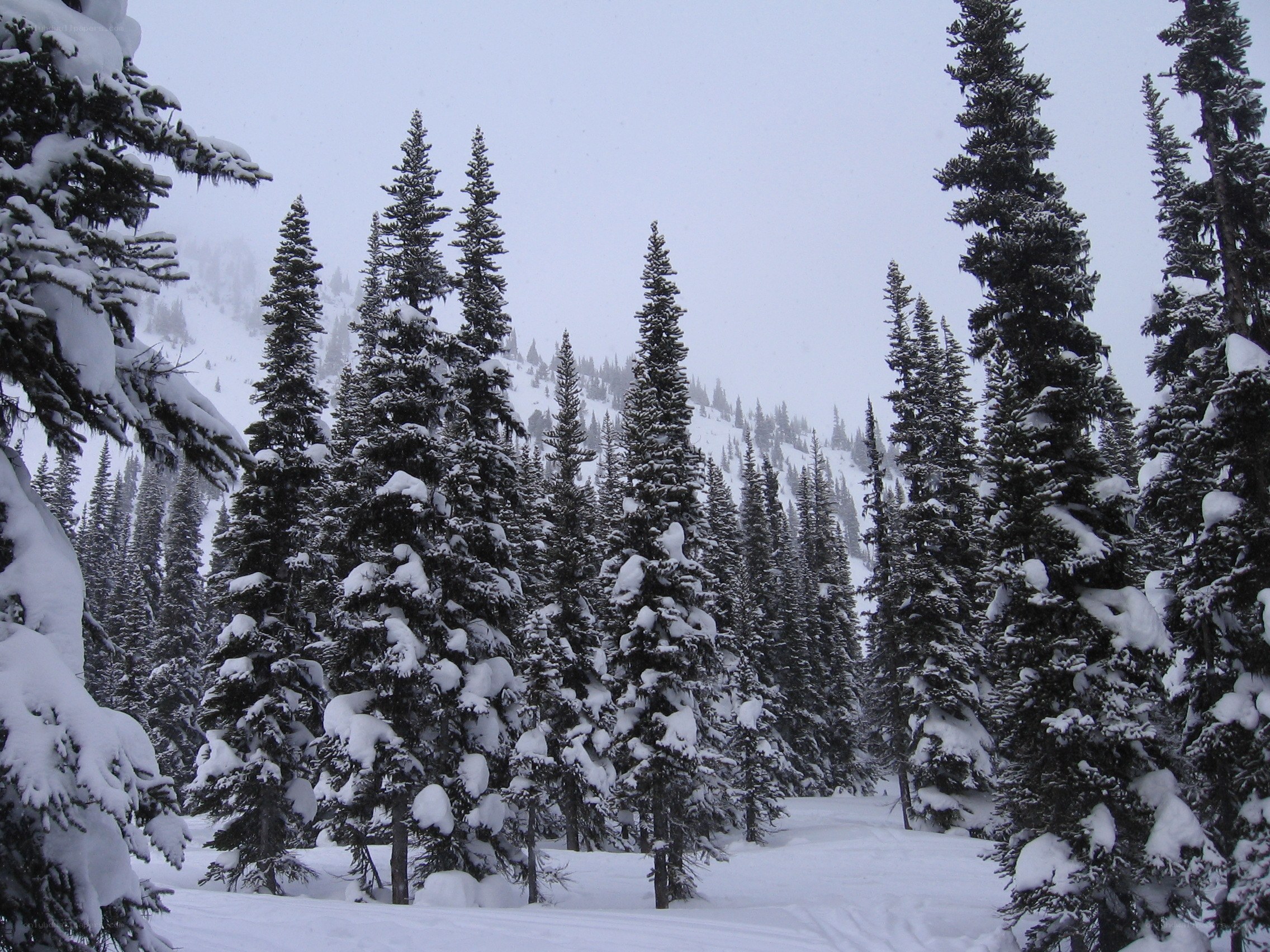 snow-covered forest in winter