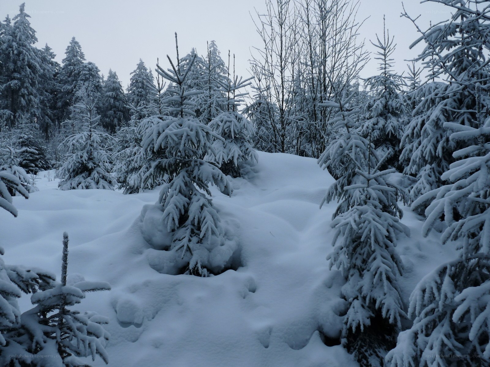 Snow-covered forest in winter