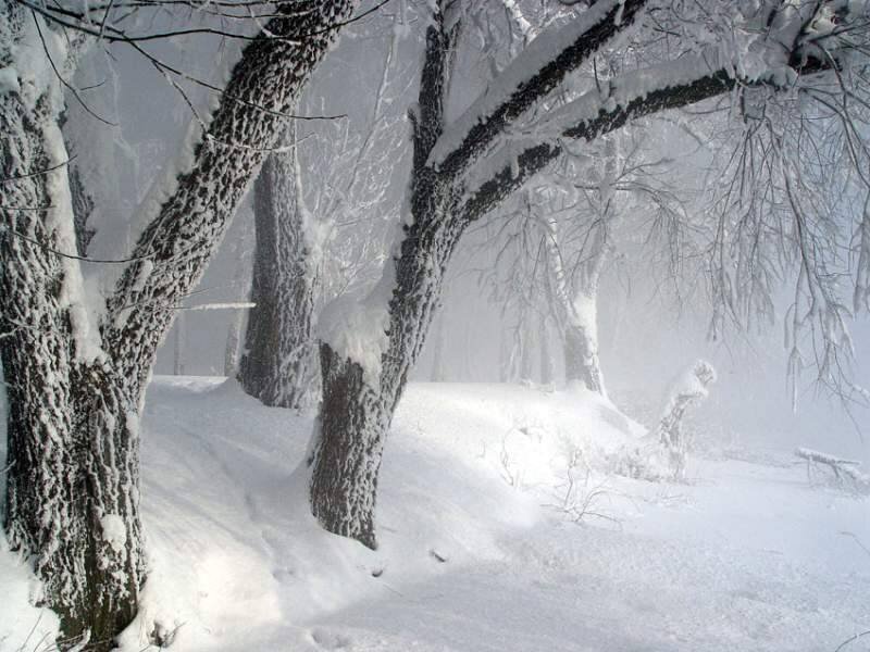 snow-covered forest in winter