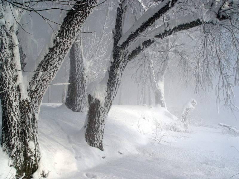 snow-covered forest in winter