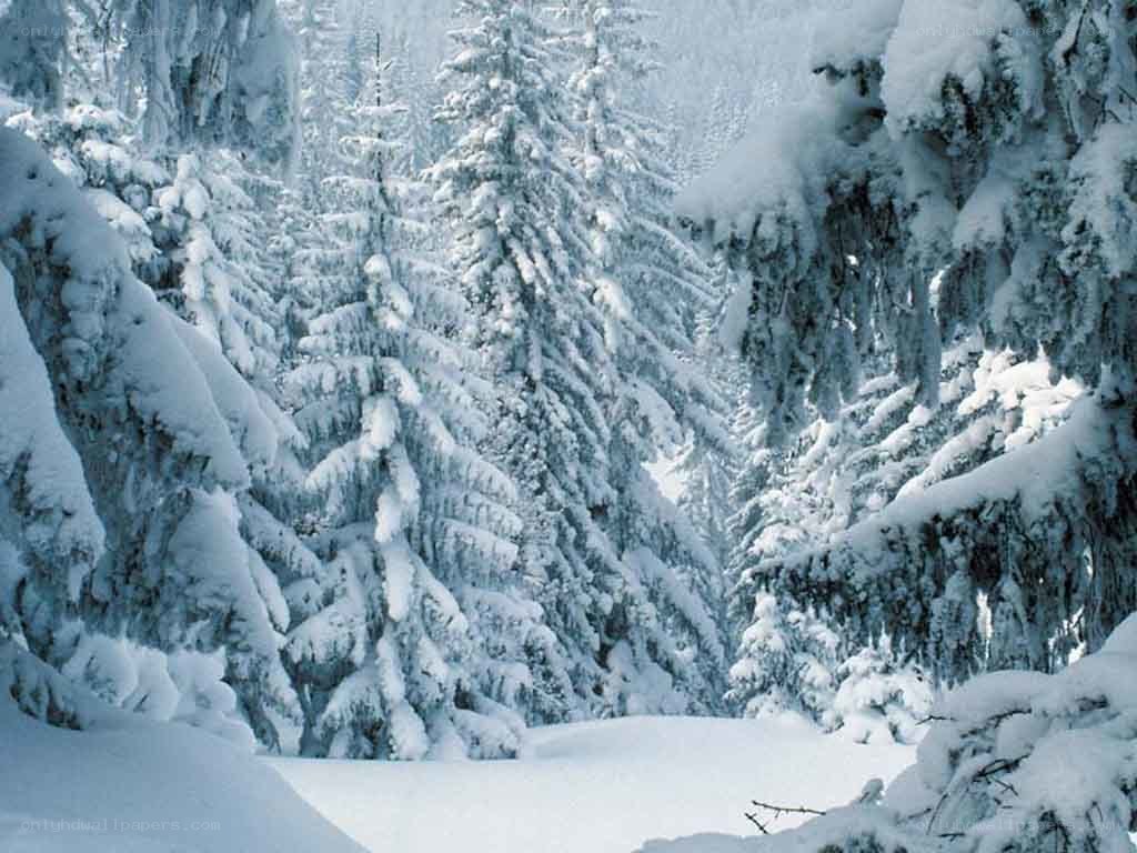 snow-covered forest in winter