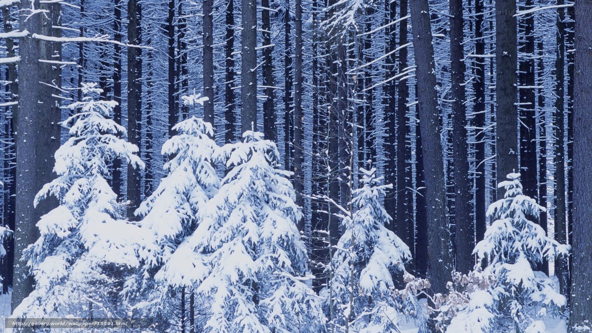 Snow-covered forest in winter