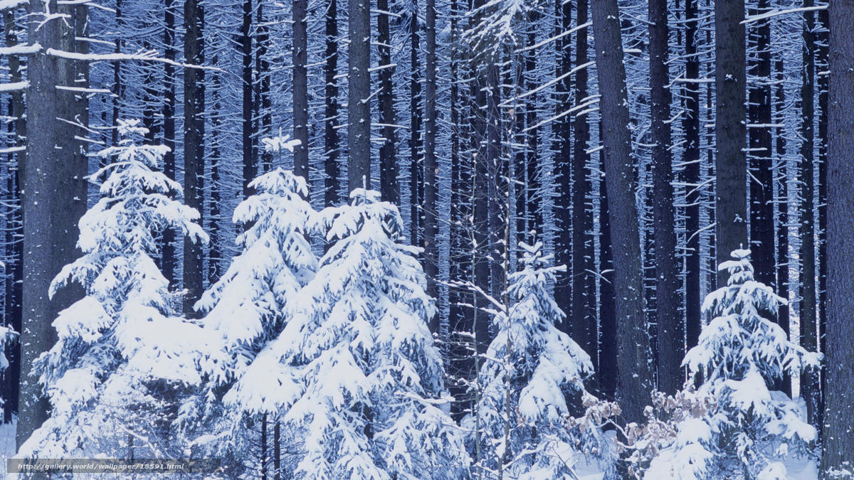 Snow-covered forest in winter