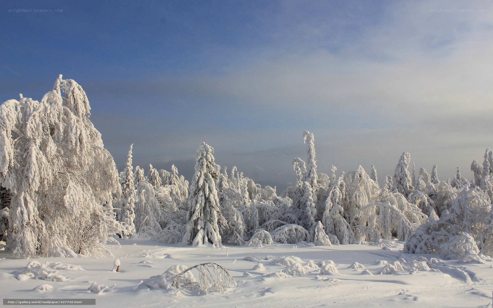 Snow-covered forest landscape