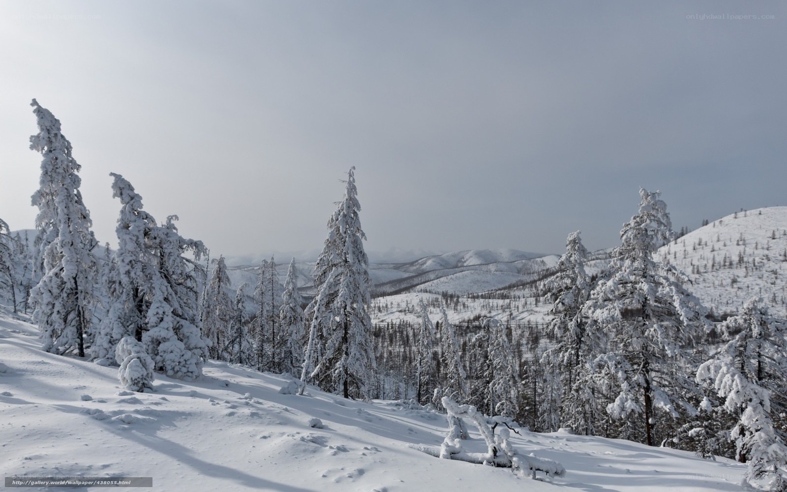 Snow-covered forest landscape