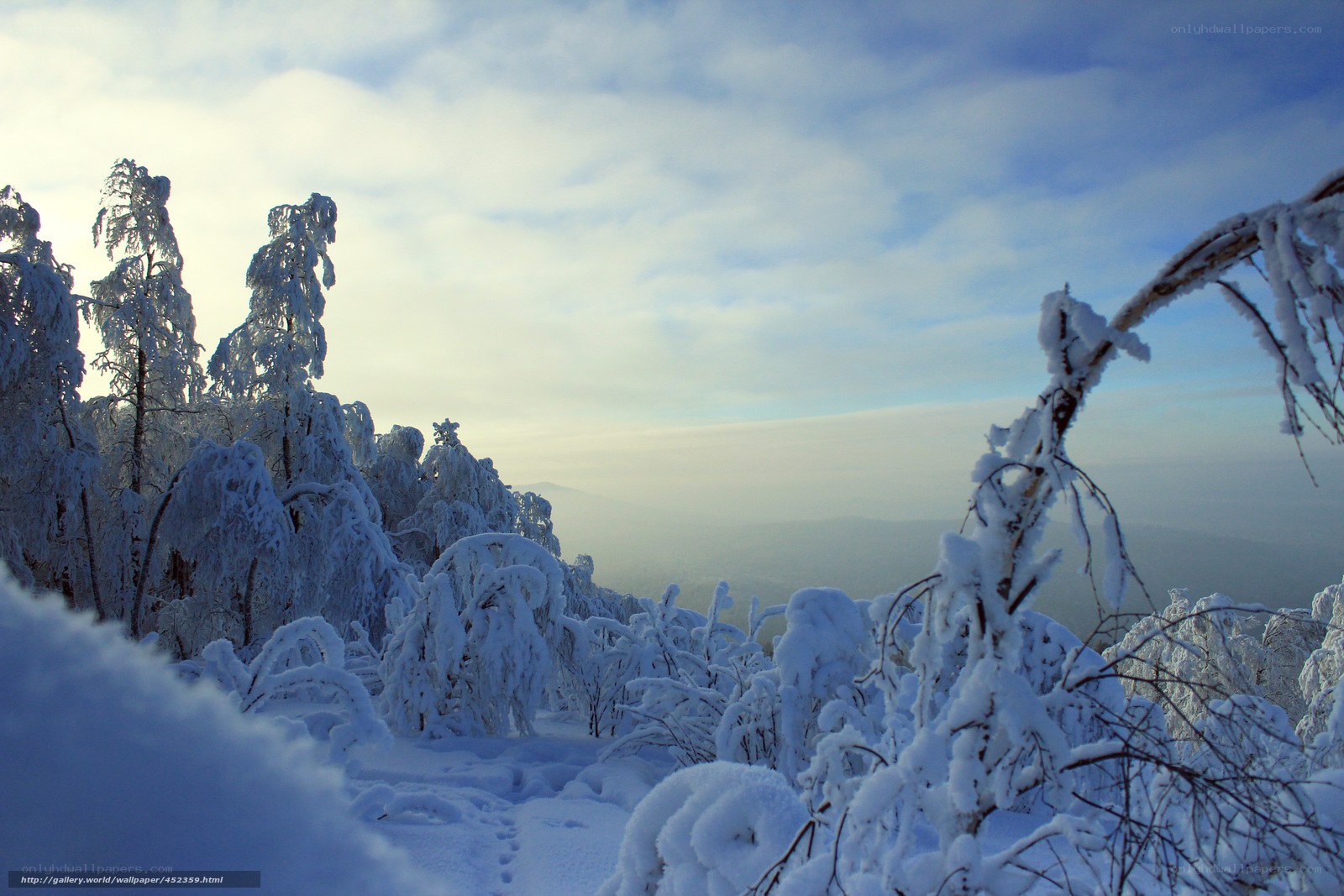 Snow-covered forest landscape